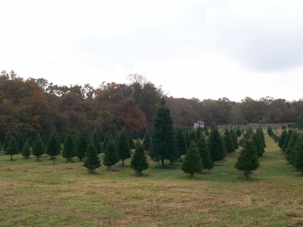 Kelumac Christmas Tree Farm B&B Брайан Экстерьер фото